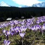 Gosciniec U Bobakow Апартаменты Зомб