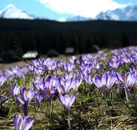 Gosciniec U Bobakow Apartment Zab